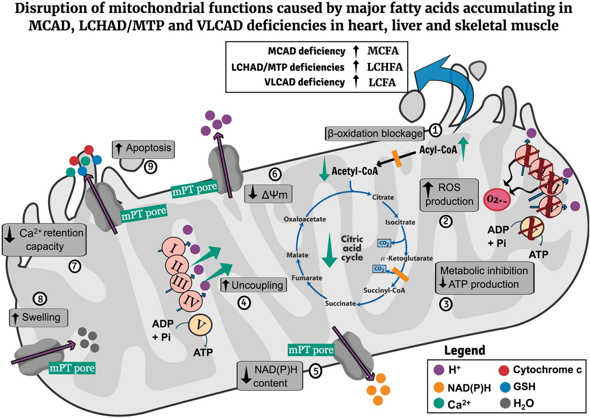 大学 兄弟割引 Frontiers | Fatty of Pathophysiology the in Advances Recent 健康・医学