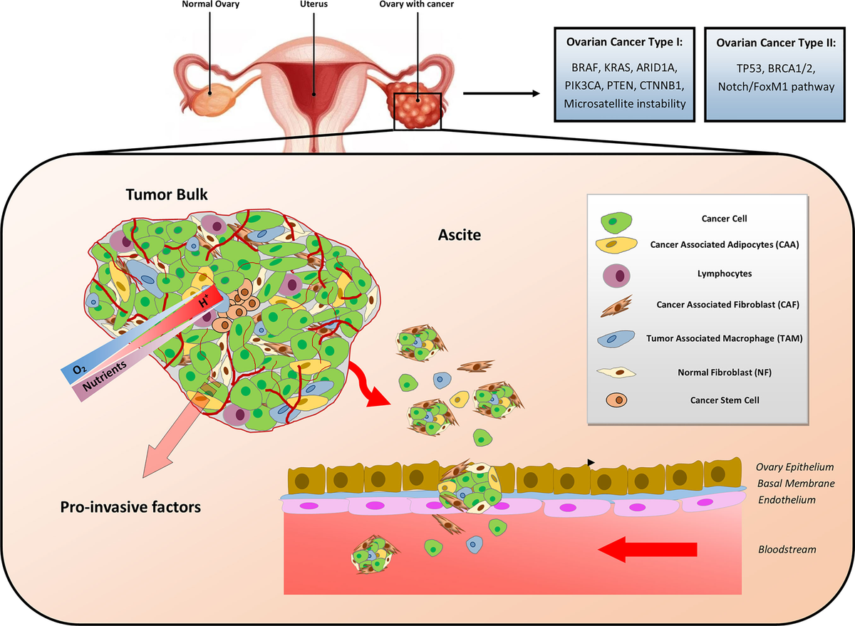 Signaling pathway dysregulation in breast cancer | Oncotarget