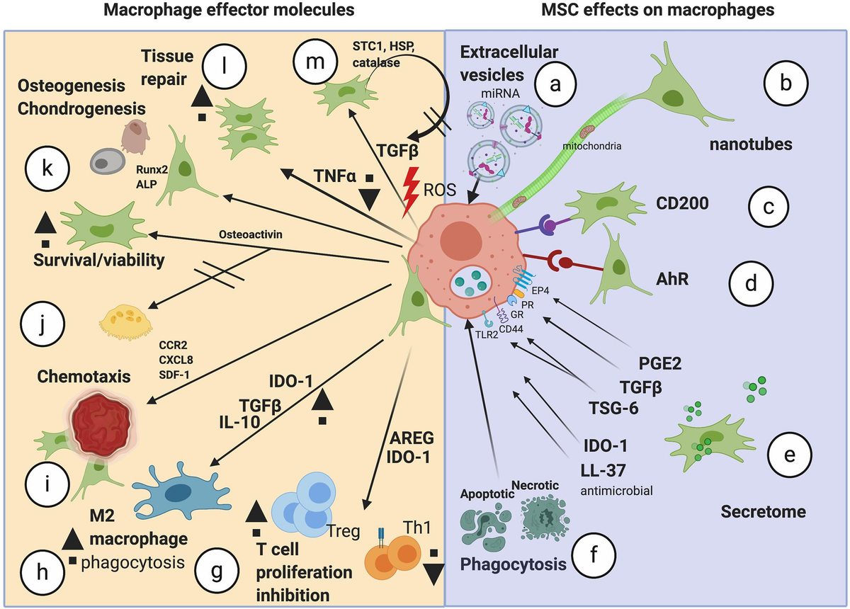 Frontiers | Molecular Crosstalk Between Macrophages and