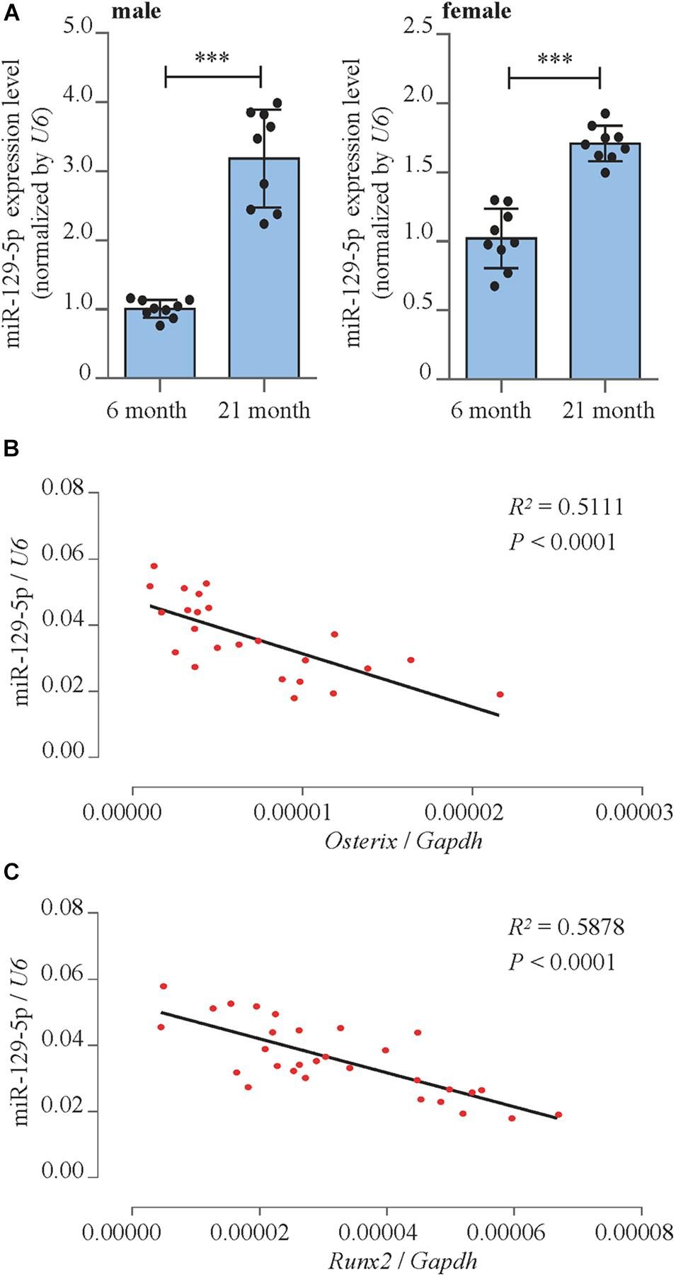 Frontiers | miR-129-5p Inhibits Bone Formation Through TCF4