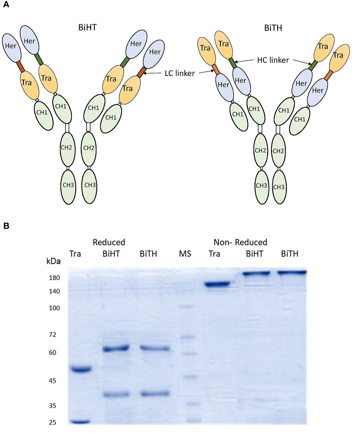 その他 Antibodies [DVD] Anti CD44 v10-e16 mAb Antibody (Clone RM1) [Catalog No.: CAC