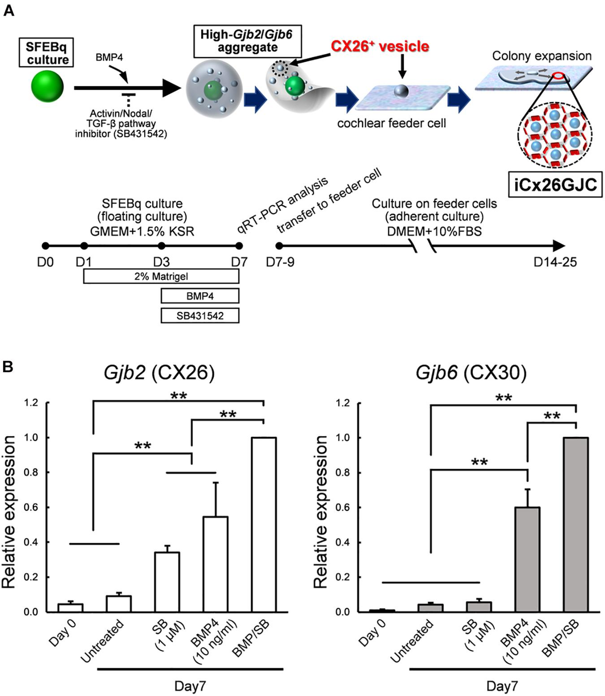 格安SALEスタート!の商品をすべて Frontiers | Inhibitor Pathway Activin/Nodal/TGF-β ビカクシダ