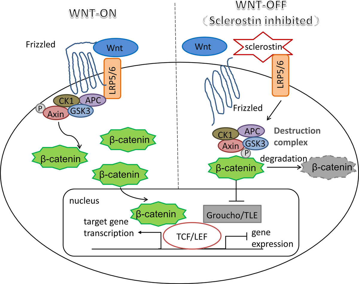 Frontiers | The Roles of Sclerostin in Immune System and the