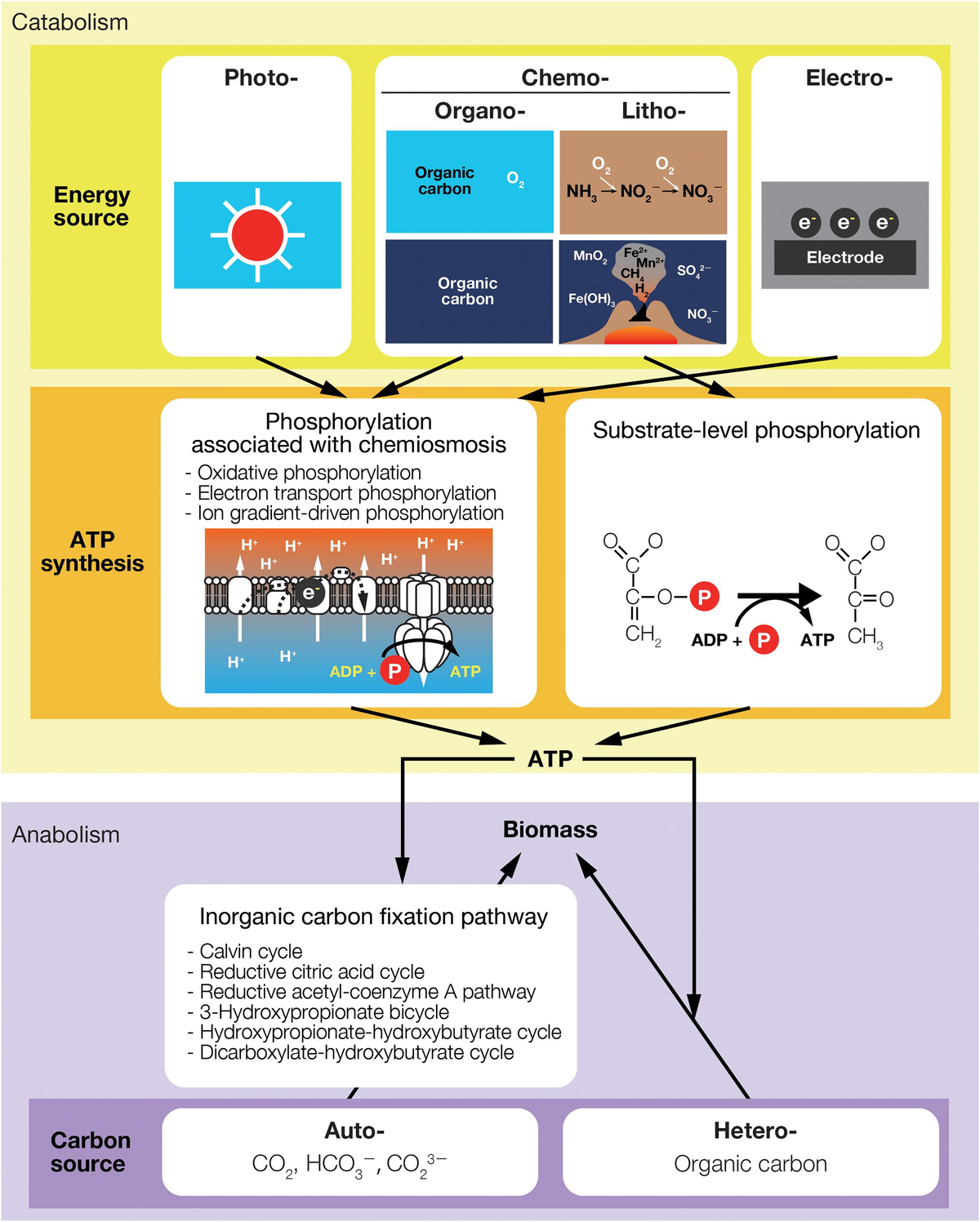 Frontiers How Thermodynamics Illuminates Population Interactions in Frontiers How Thermodynamics Illuminates Population Interactions in