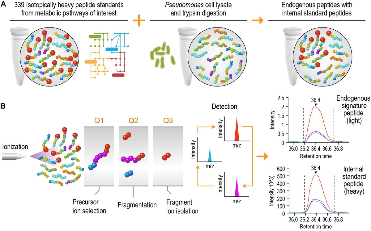 Frontiers | High-Throughput Large-Scale Targeted Proteomics