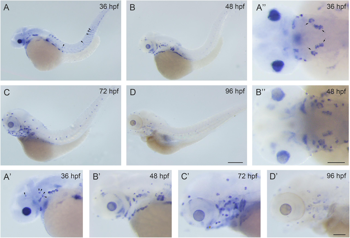 Frontiers | Rbm24a Is Necessary for Hair Cell Development