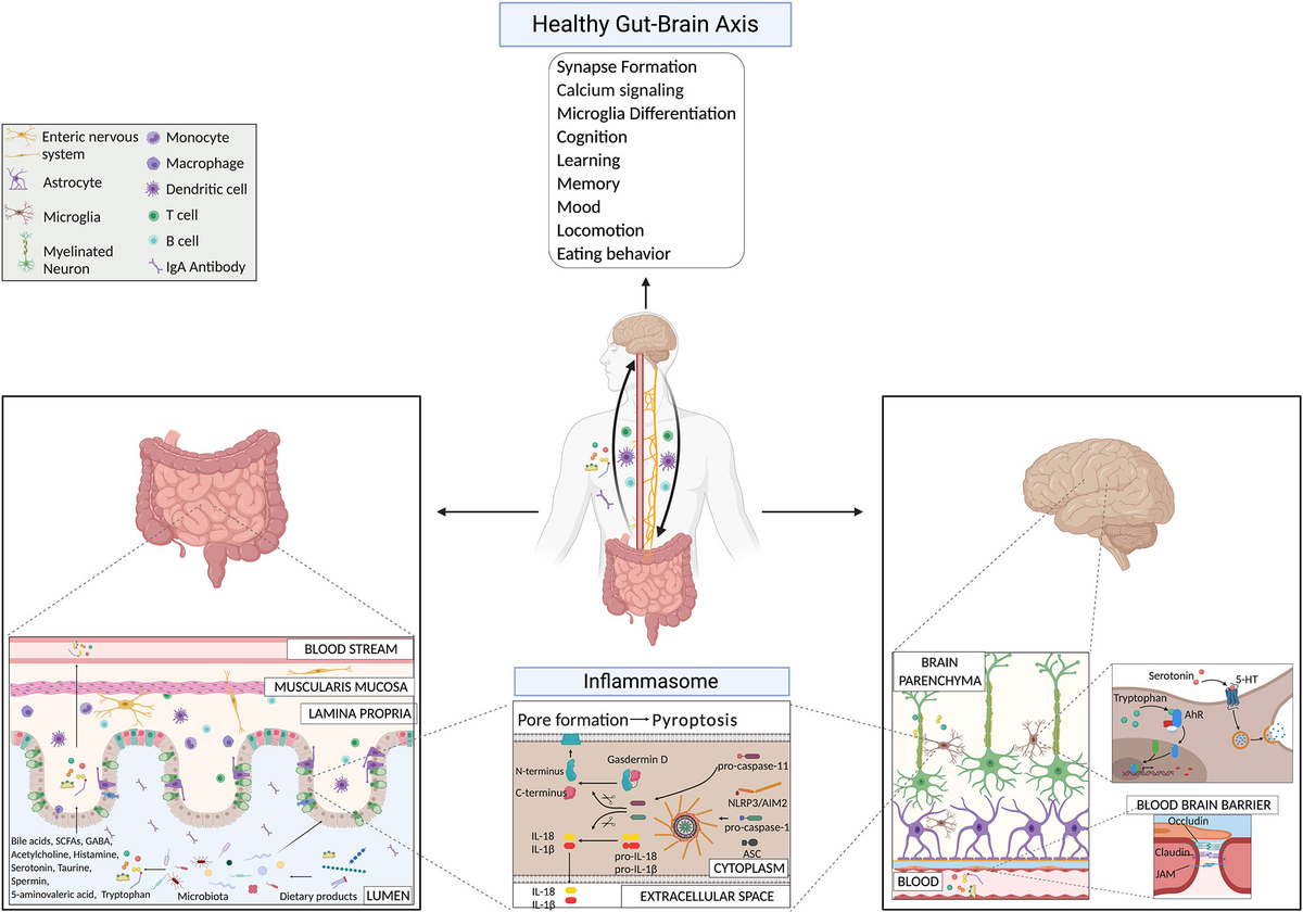 Frontiers The Gut Brain Axis: How Microbiota and Host Inflammasome Frontiers The Gut Brain Axis: How Microbiota and Host Inflammasome