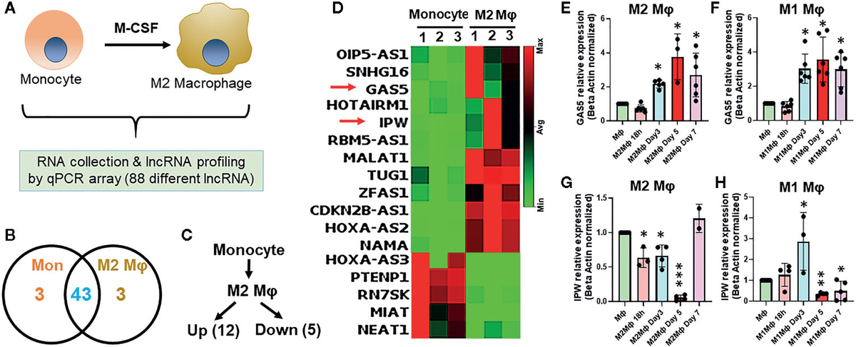 Frontiers | Long Non-coding RNAs RN7SK and GAS5 Regulate