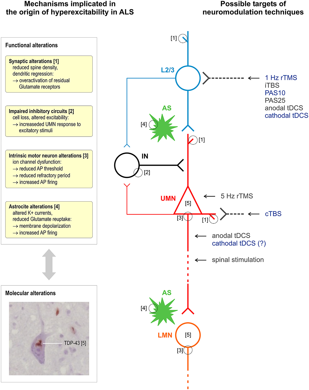 Frontiers | Brain Stimulation as a Therapeutic Tool in