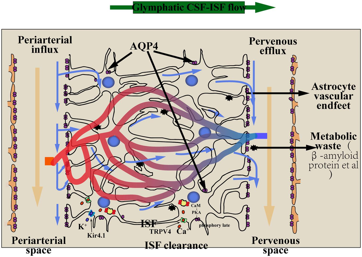 Frontiers | Research on the Glial–Lymphatic System and Its