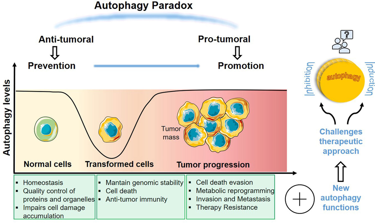 Frontiers | Emerging Autophagy Functions Shape the Tumor