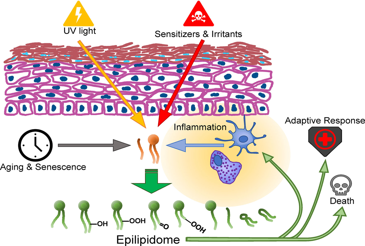 Frontiers | The Skin Epilipidome in Stress, Aging, and