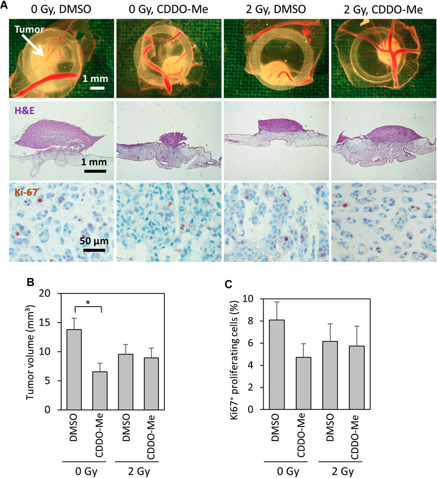 Frontiers | Bardoxolone-Methyl (CDDO-Me) Impairs Tumor Growth and