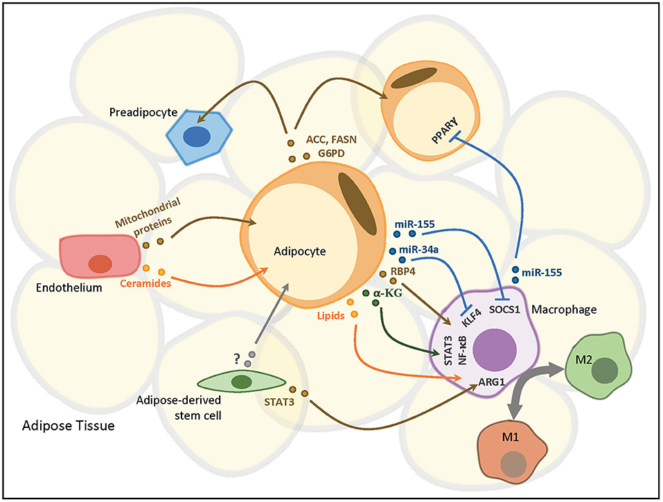 Frontiers | Adipose Extracellular Vesicles in Intercellular