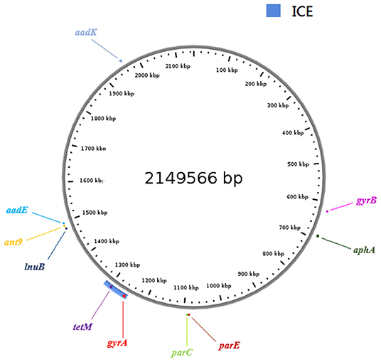 Frontiers | Predominance of III/ST19 and Ib/ST10 Lineages