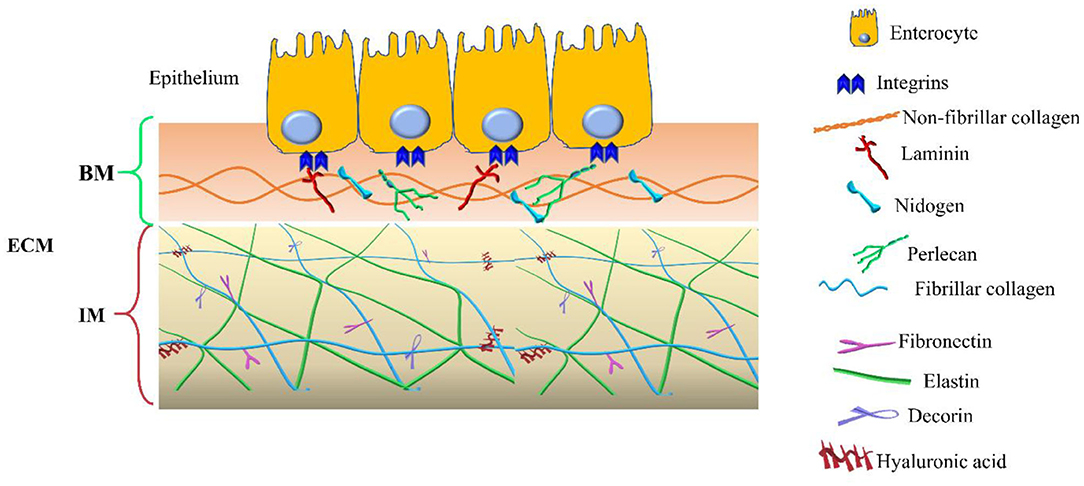 Frontiers | The Charming World of the Extracellular Matrix: A 