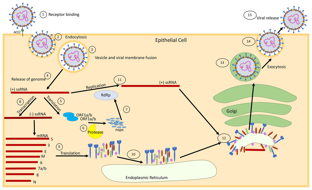 Frontiers | Modulation of Autophagy by SARS-CoV-2: A Frontiers | Modulation of Autophagy by SARS-CoV-2: A