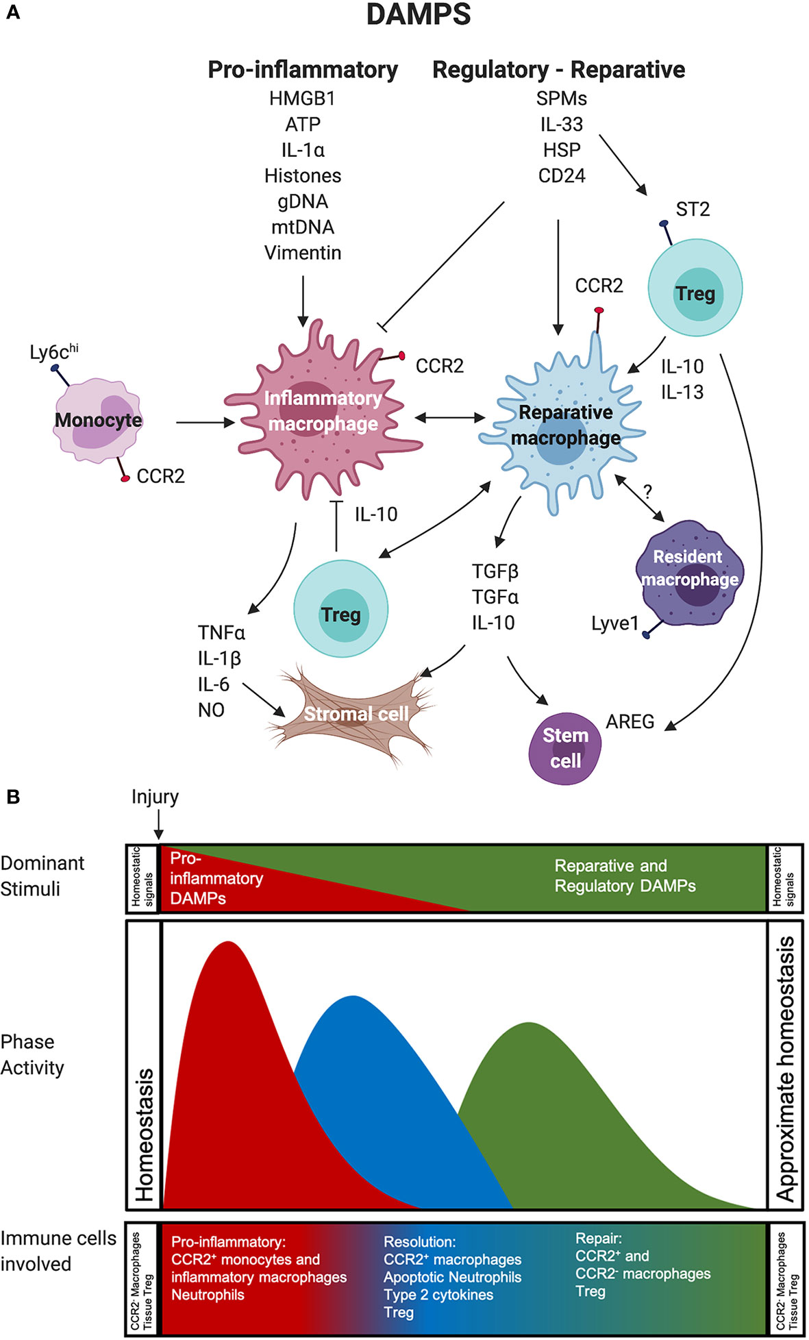 Ls land nude images Frontiers | Untangling Local Pro-Inflammatory, Reparative, and Regulatory  Damage-Associated Molecular-Patterns (DAMPs) Pathways to Improve Transplant  Outcomes