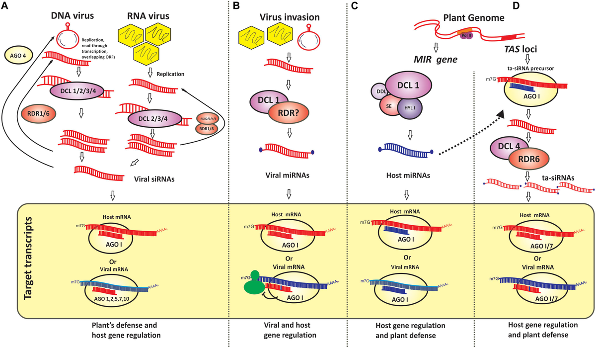 Frontiers | Virus and Viroid-Derived Small RNAs as