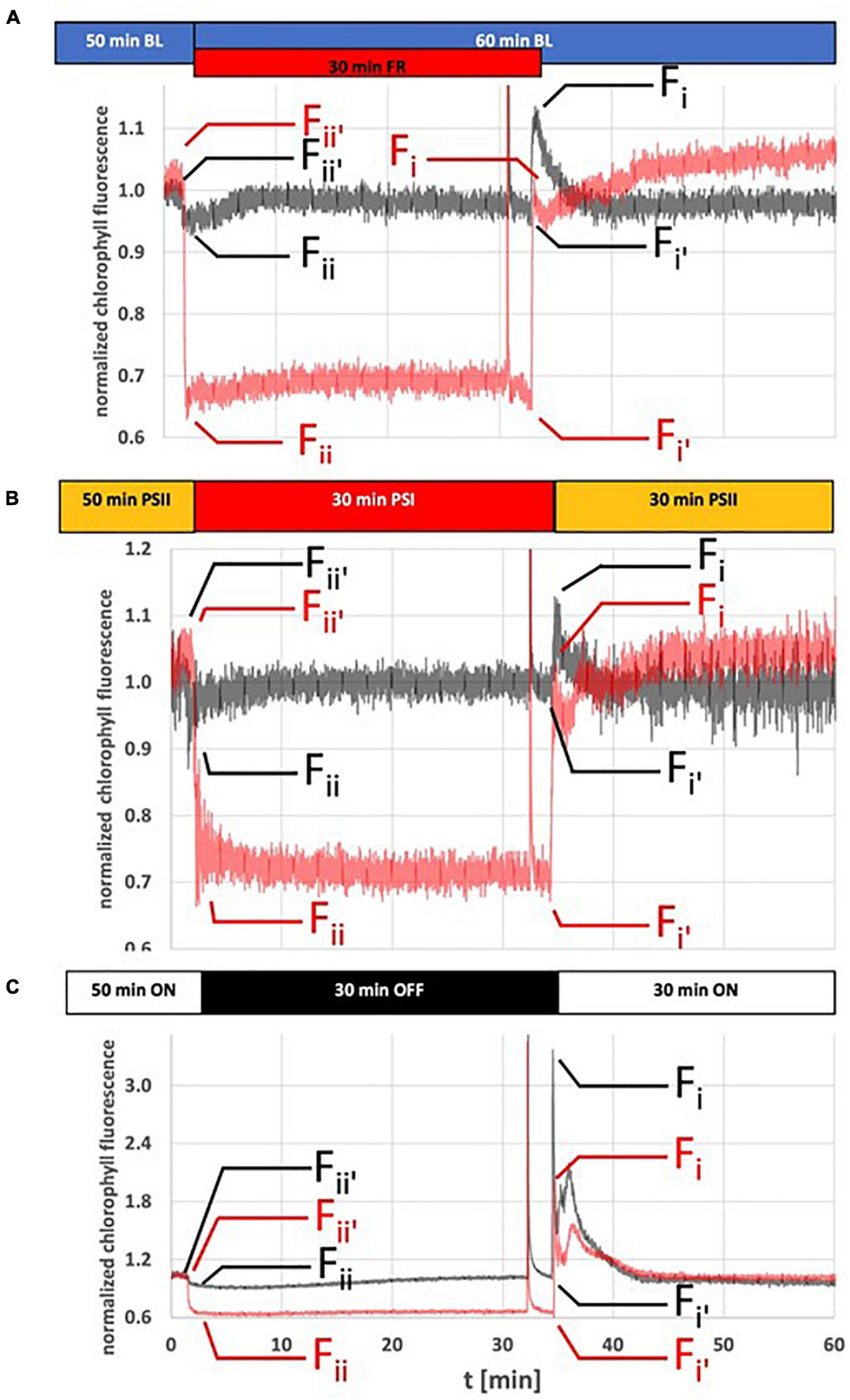 Crystal structure of oxygen-evolving photosystem II at a