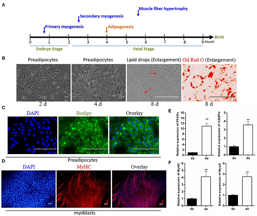 Frontiers | CircINSR Regulates Fetal Bovine Muscle and Fat