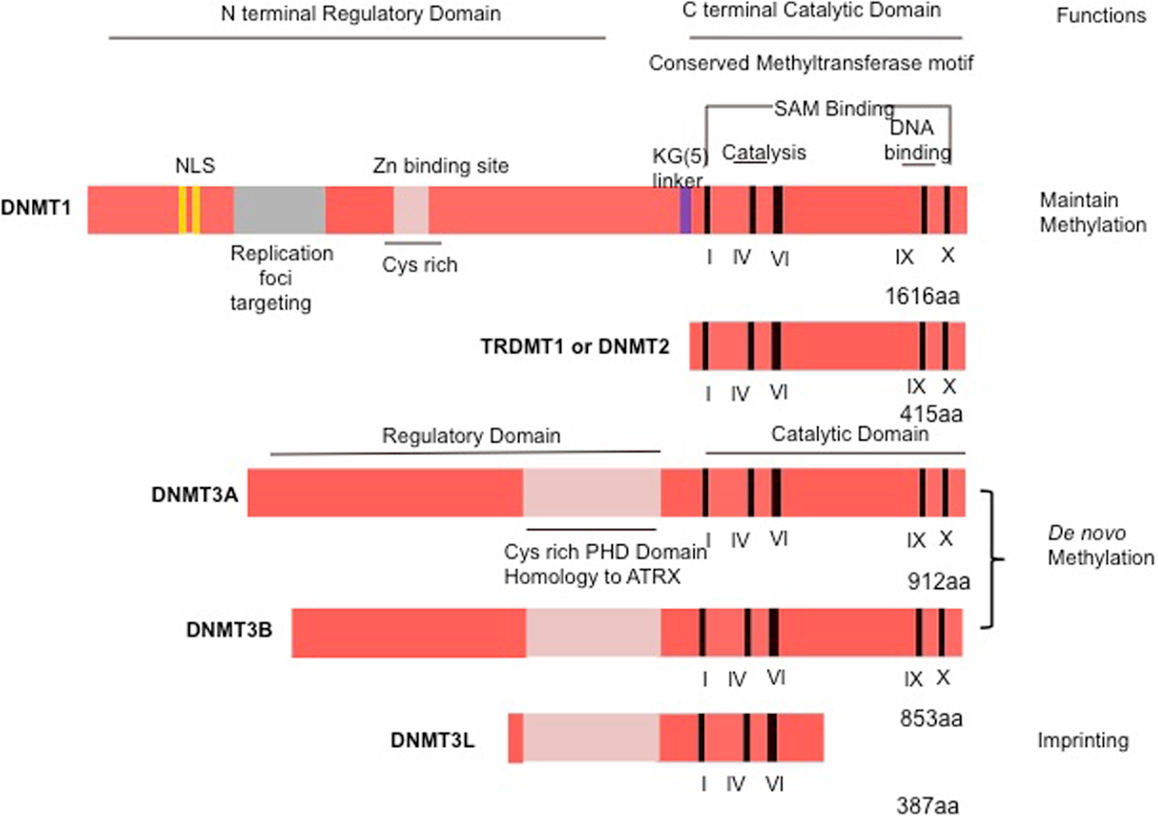 Frontiers | DNA Methyltransferases: A Novel Target for