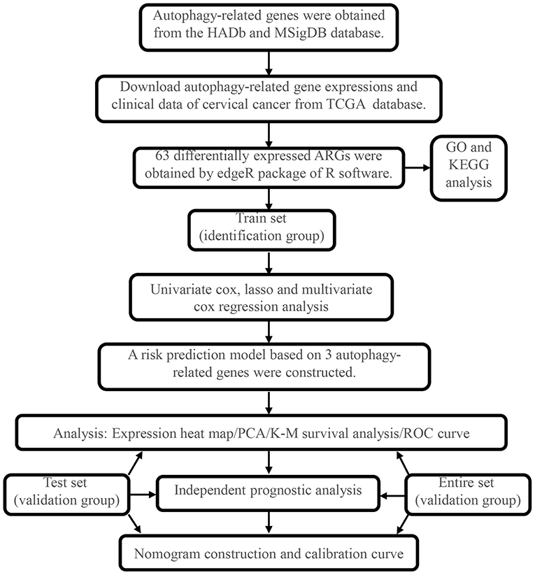 fgene-11-616998-g001.jpg