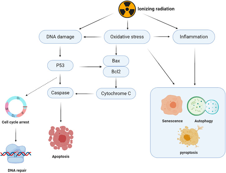 Frontiers | Review of the Efficacy and Mechanisms of