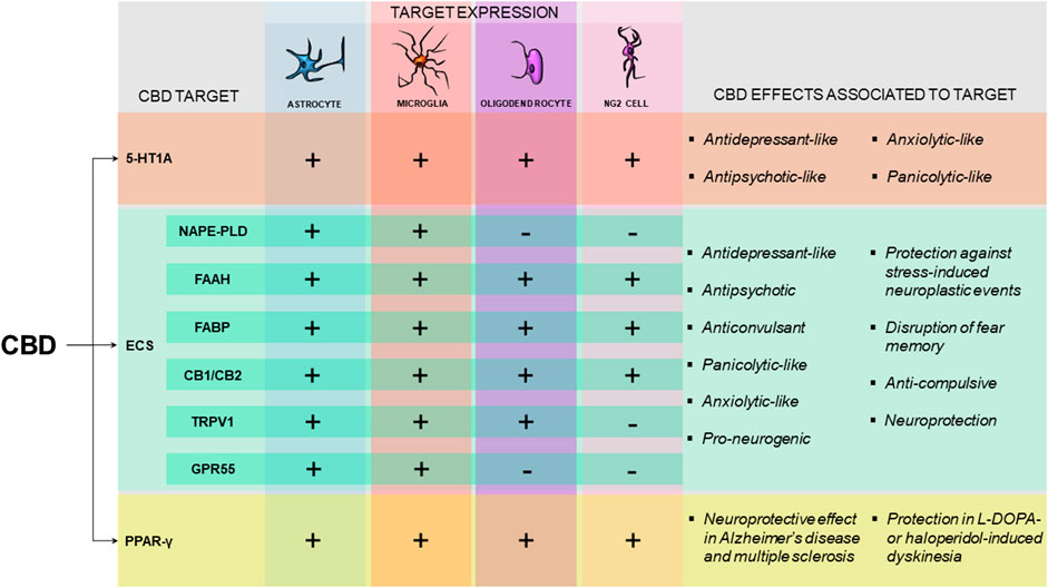 Frontiers | Glial Cells and Their Contribution to the