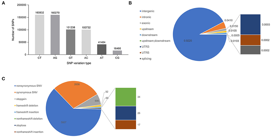 Frontiers | Construction of a SNP Fingerprinting Database