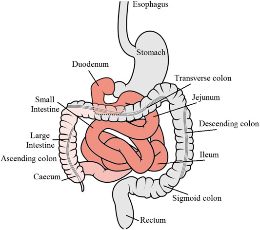 Air Engaged Tooth Clutch