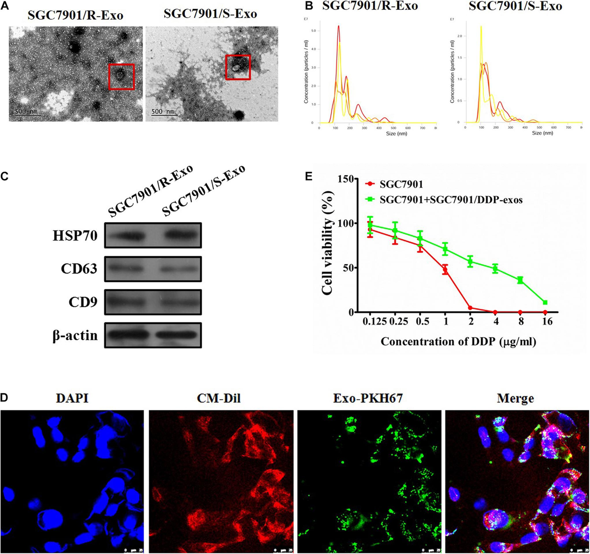 アブストラクト2017 BSA‐CuS Nanoparticles for Photothermal Therapy of Diabetic