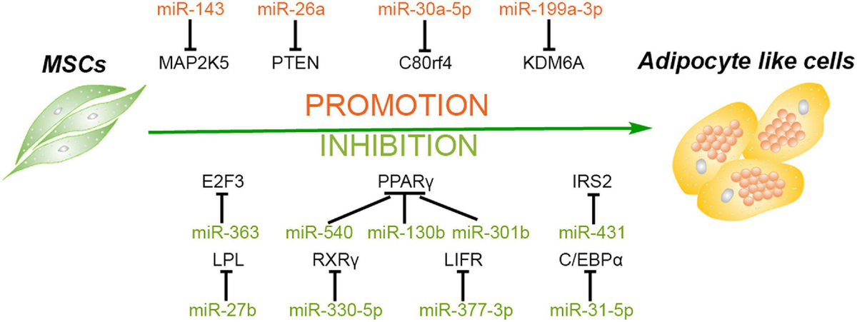 Frontiers MicroRNAs as Important Regulators Mediate the Multiple  