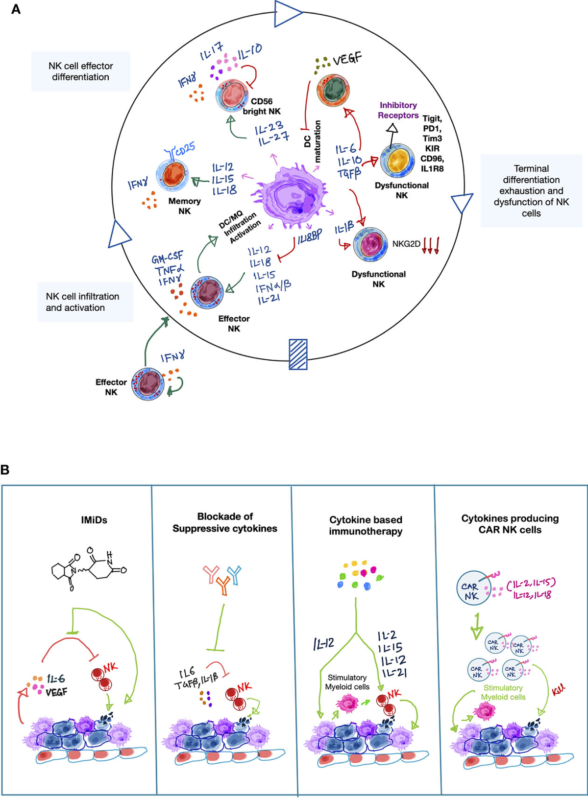 Frontiers | Cytokines Orchestrating the Natural Killer
