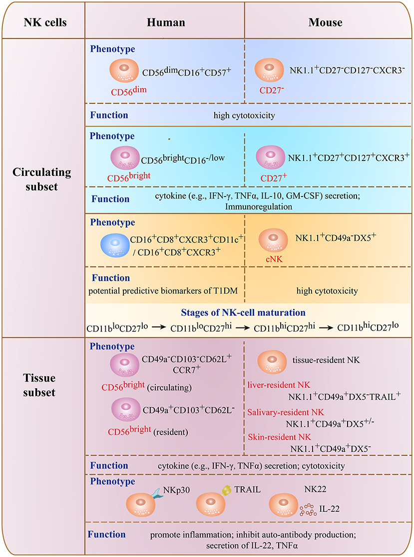 Frontiers | NK Cells in Autoimmune Diseases: Protective or