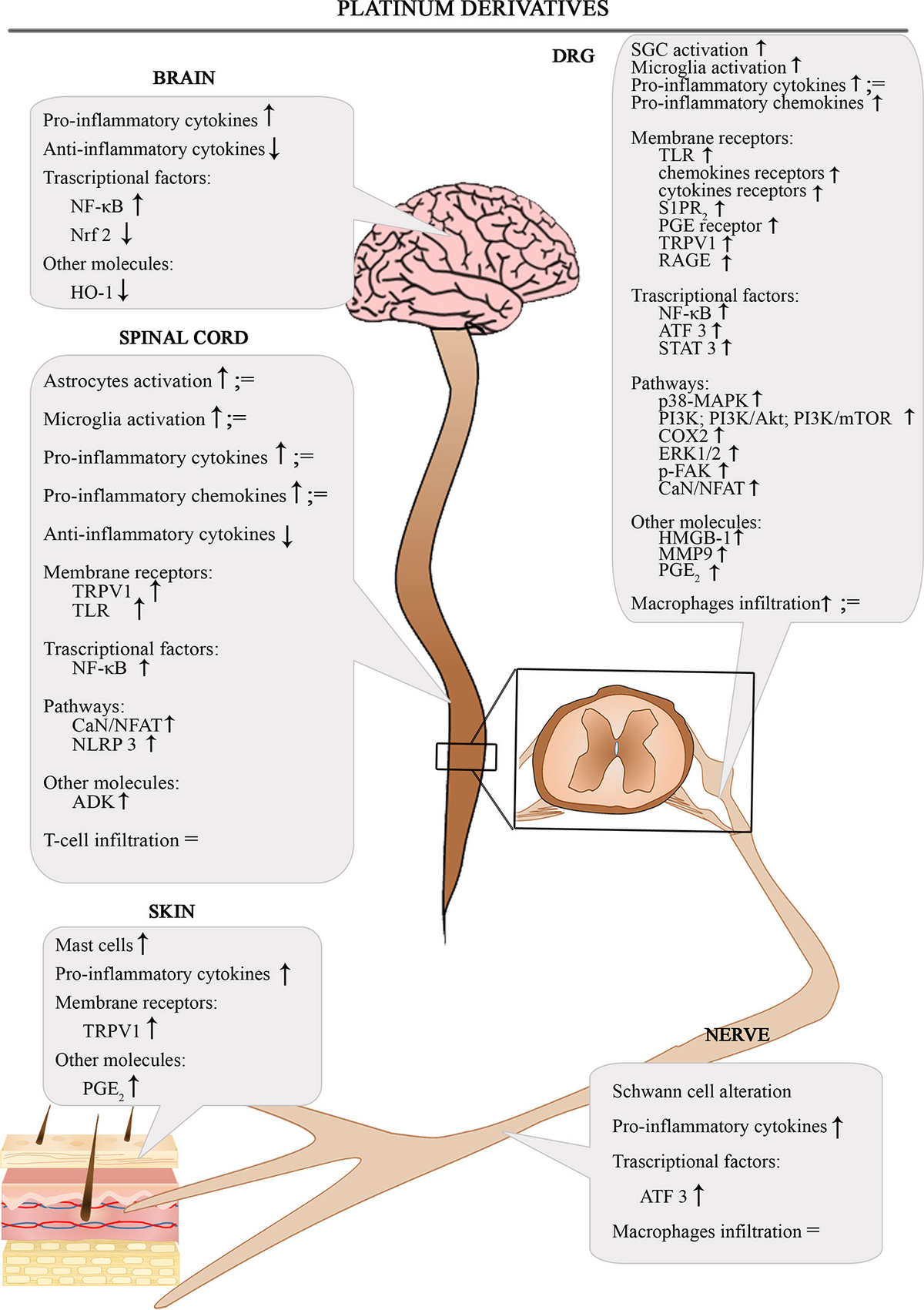 Frontiers | Neuroinflammatory Process Involved in Different