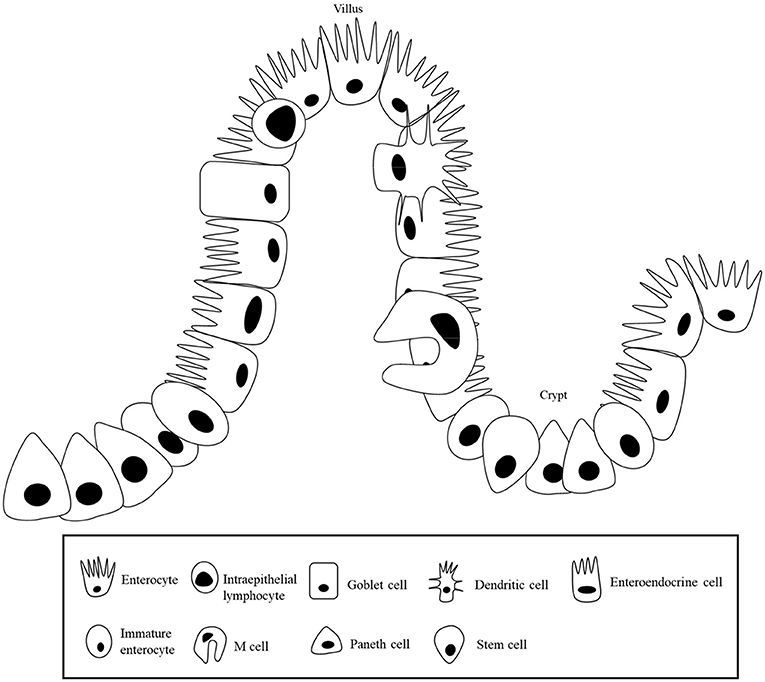 Frontiers | Intestinal Health of Pigs Upon Weaning Frontiers | Intestinal Health of Pigs Upon Weaning