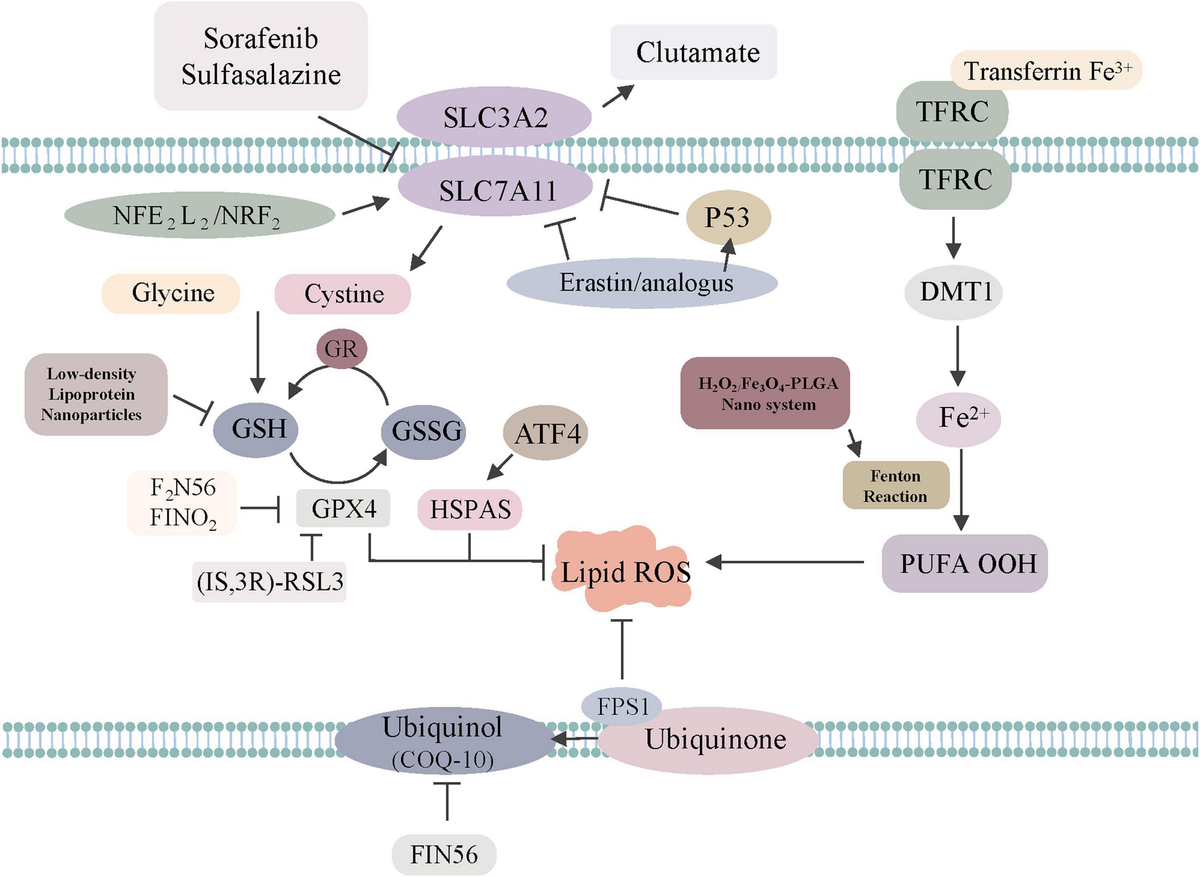 Frontiers | A Promising Future of Ferroptosis in Tumor Therapy Frontiers | A Promising Future of Ferroptosis in Tumor Therapy