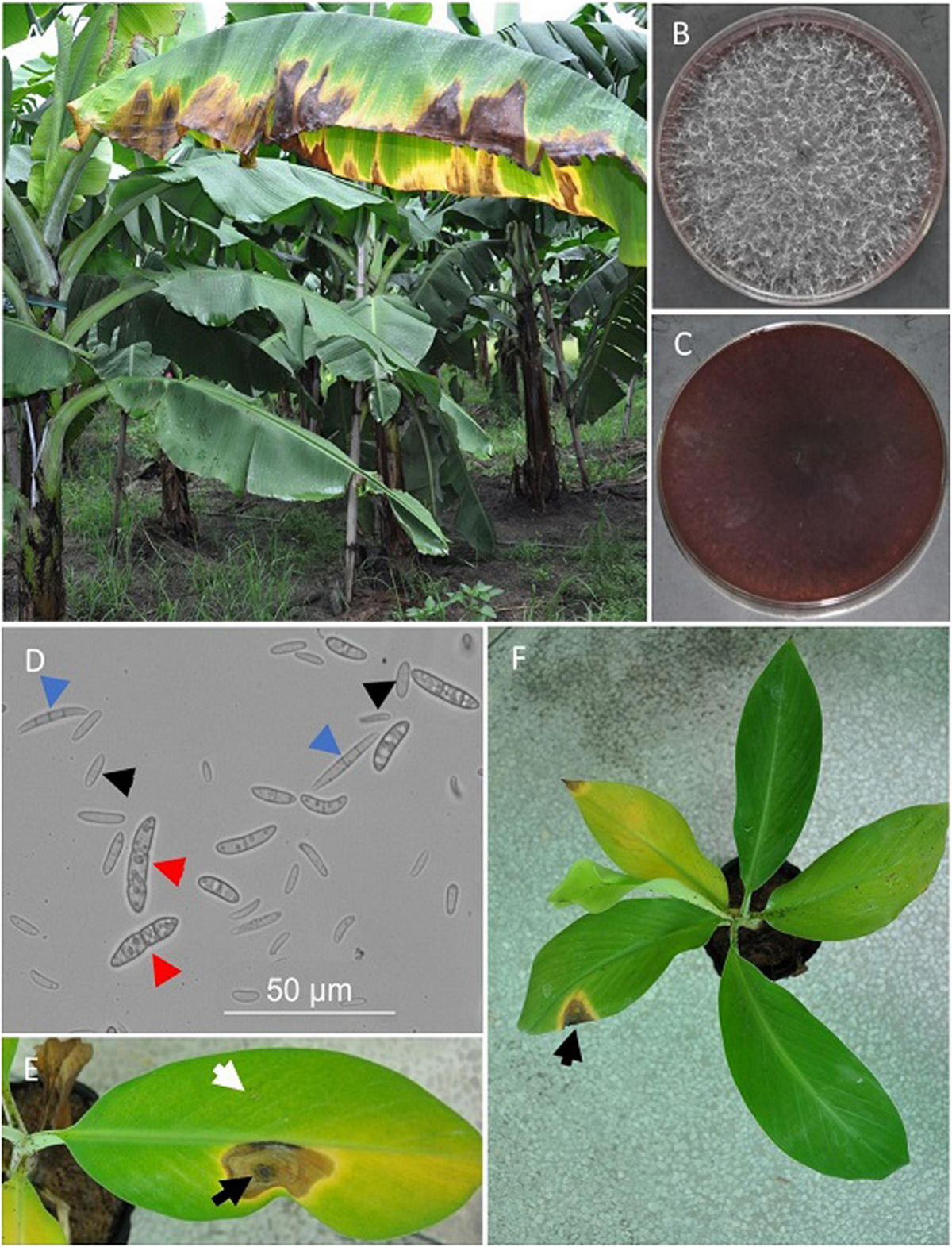 Frontiers | The Genome of Banana Leaf Blight Pathogen