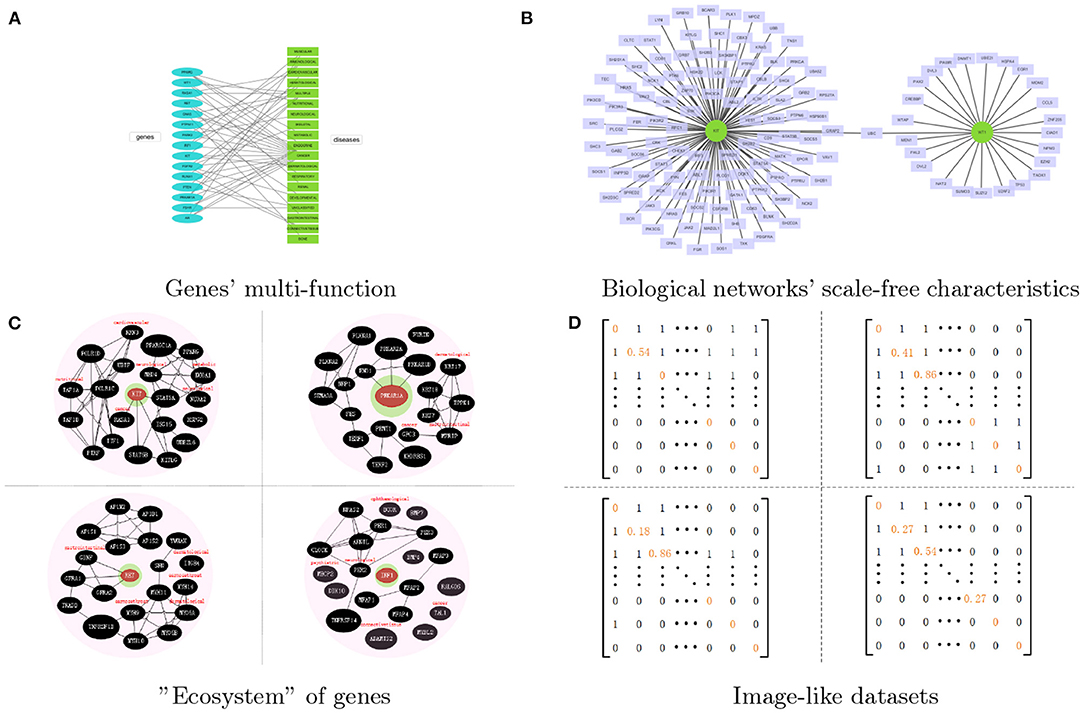 Frontiers | Identifying Disease Related Genes by Network Representation ...