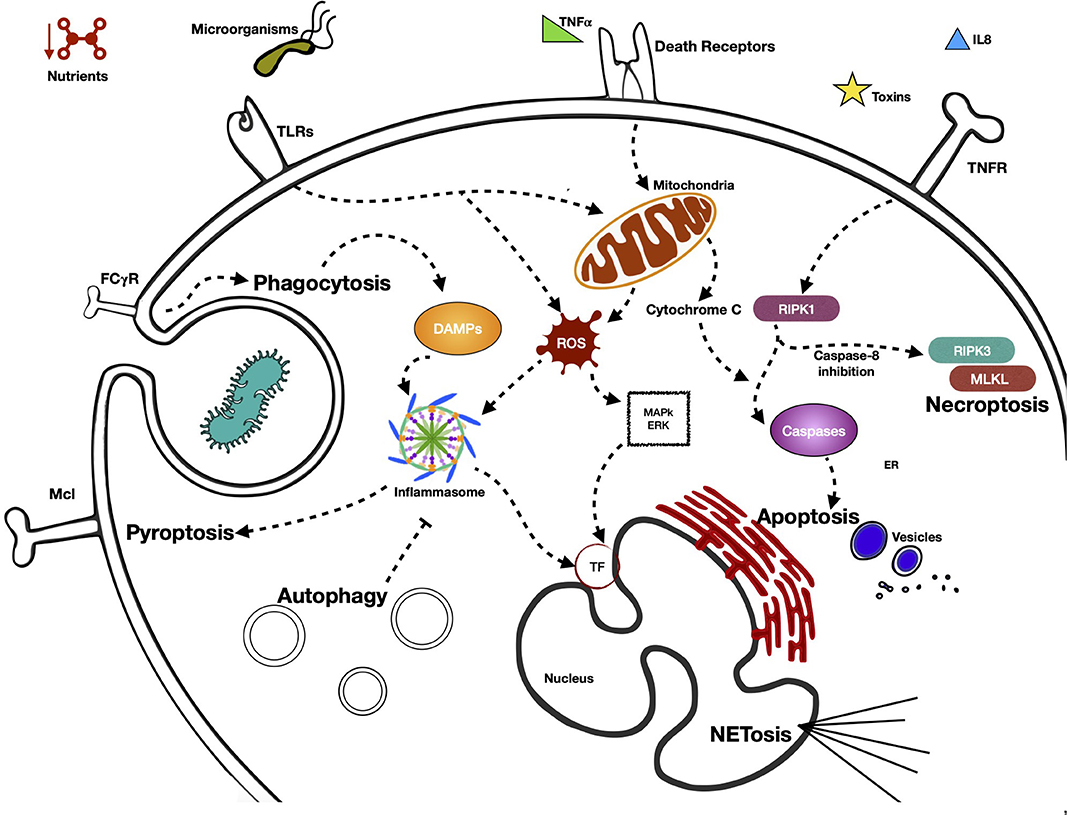 Frontiers Neutrophils: Many Ways to Die