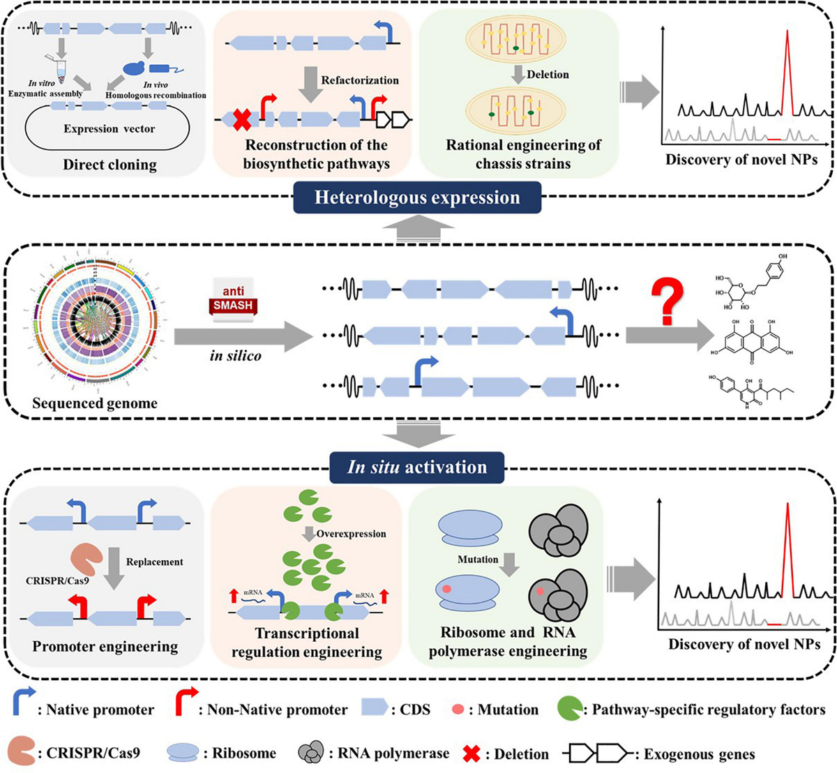 Frontiers | Recent Advances in Silent Gene Cluster Activation in
