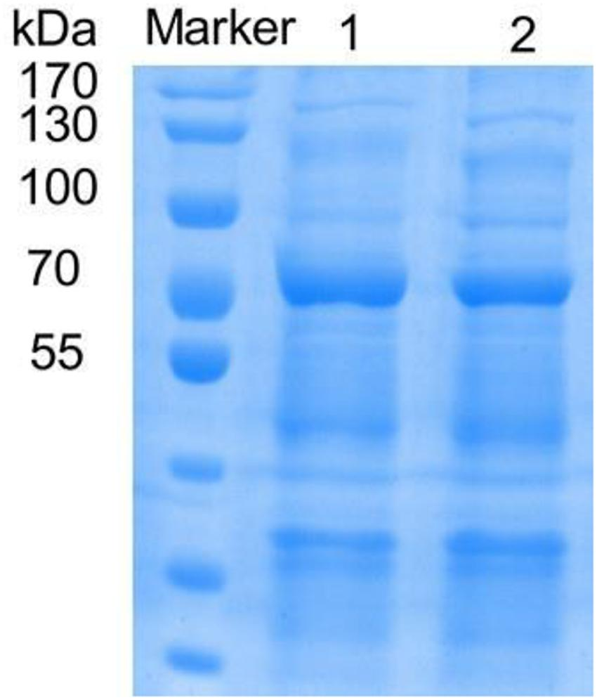 fmicb-12-633004-g001.jpg