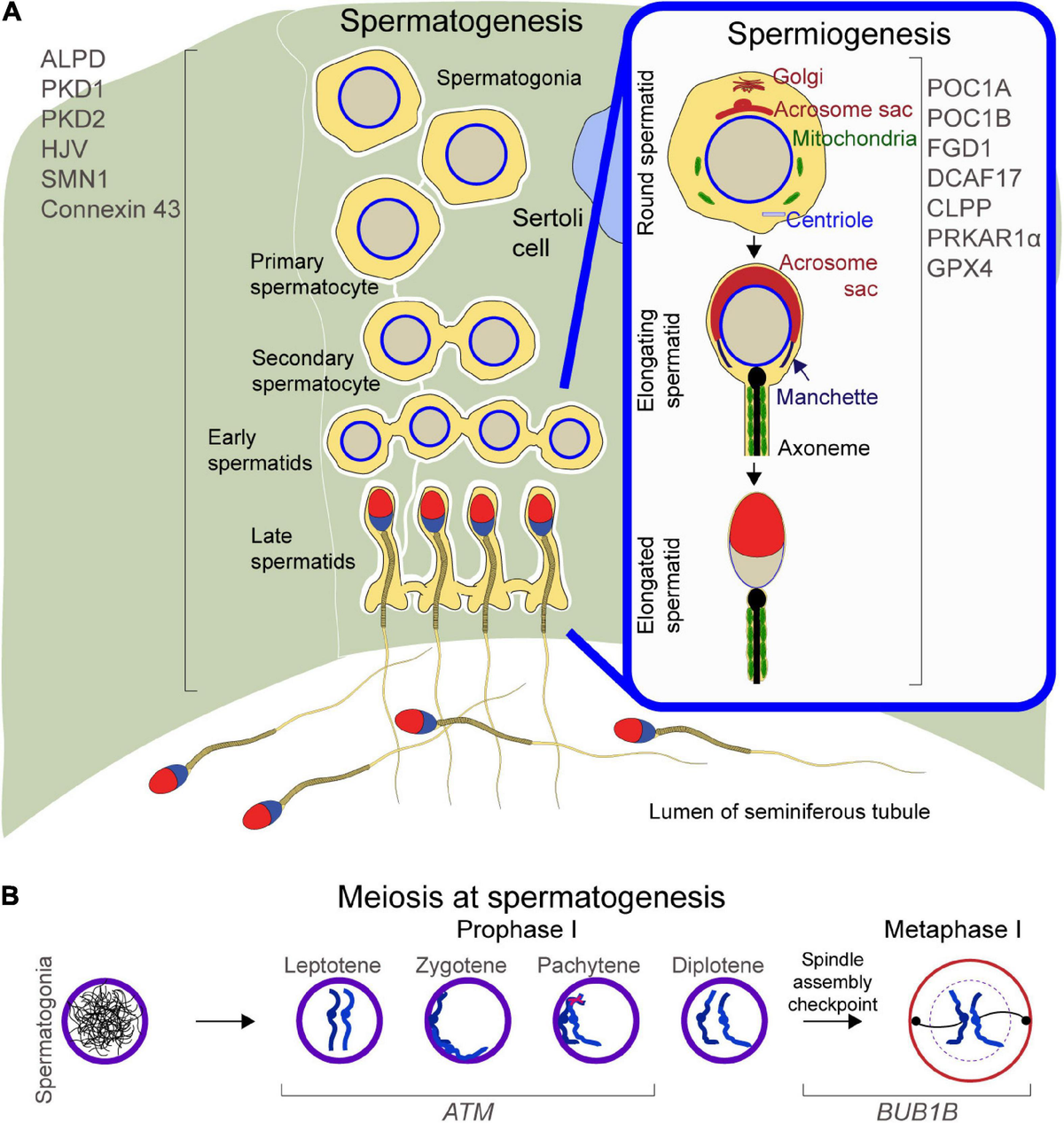 Spermatozoid ogizga sigmasdi