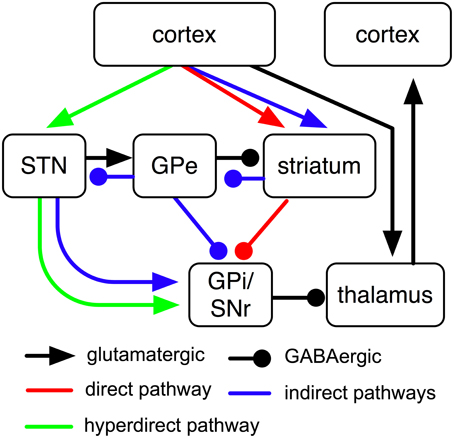 Frontiers | Computational models of basal-ganglia pathway 
