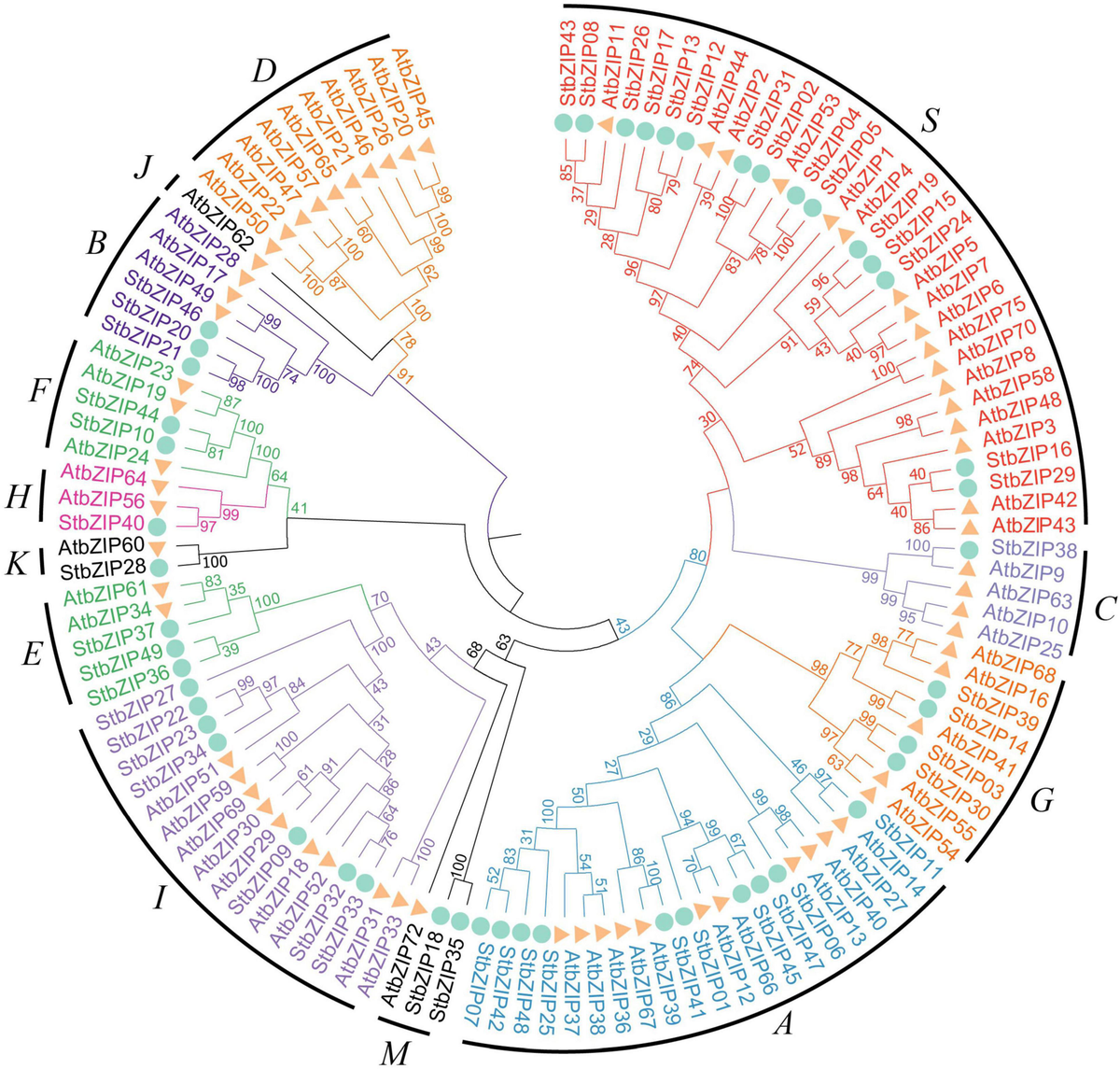 Frontiers | Identification and Analysis of bZIP Family Genes