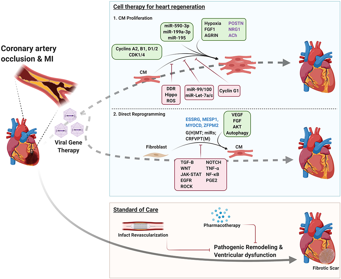 Enzyme that indicates heart attack hotsell