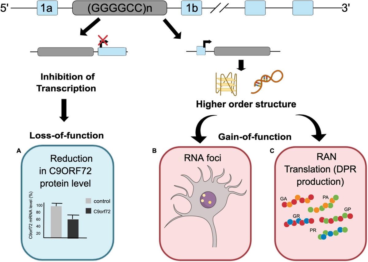 レア！DETAMINATIONS FULLOFDETERMINATION Frontiers | Emerging Perspectives on Dipeptide Repeat