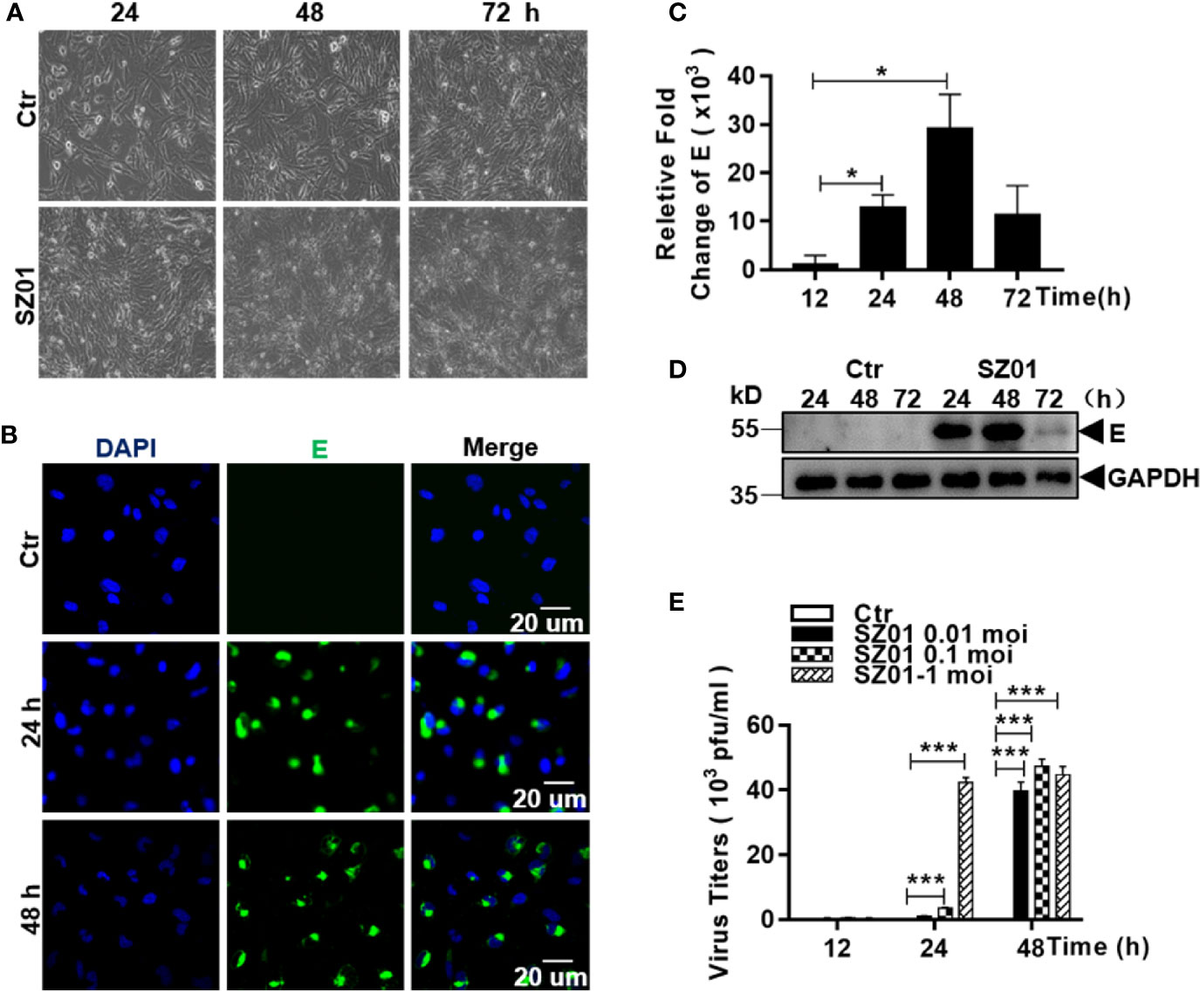 Frontiers | RIPK3-Dependent Necroptosis Is Induced and