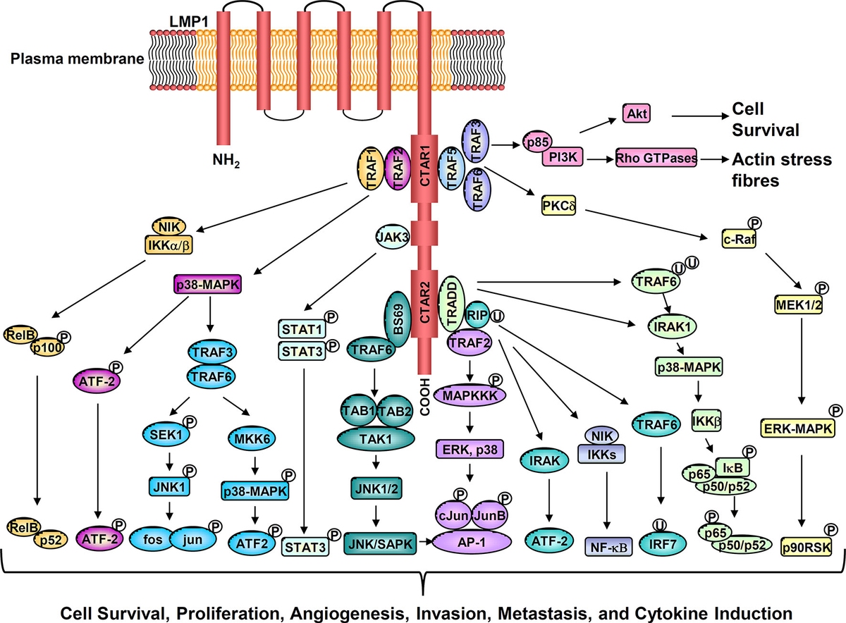 【Beck and call】Dot vector Tee FDA‐approved drugs featuring macrocycles or medium‐sized